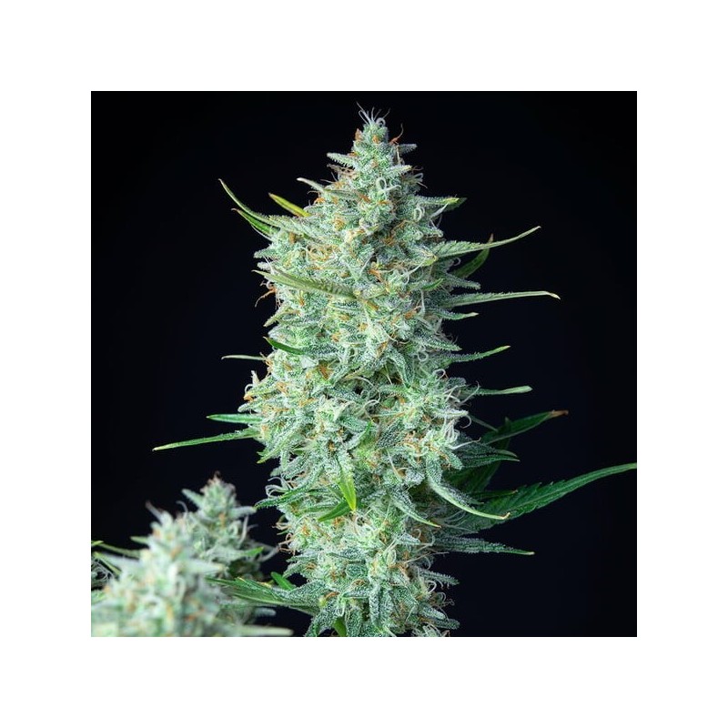 Green Gelato Auto semi cannabis Royal Queen Seeds