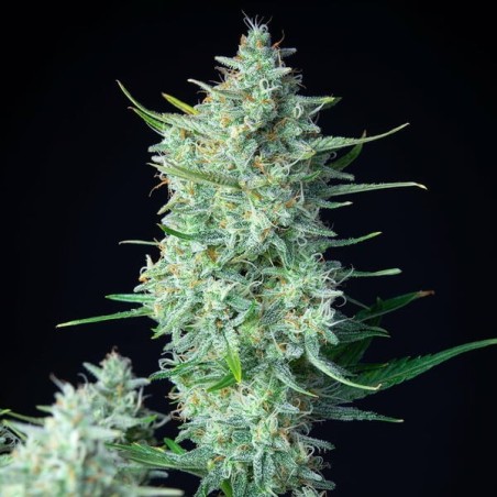 Green Gelato Auto semi cannabis Royal Queen Seeds