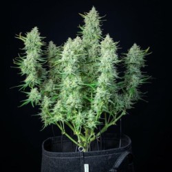 Green Gelato Auto semi cannabis Royal Queen Seeds