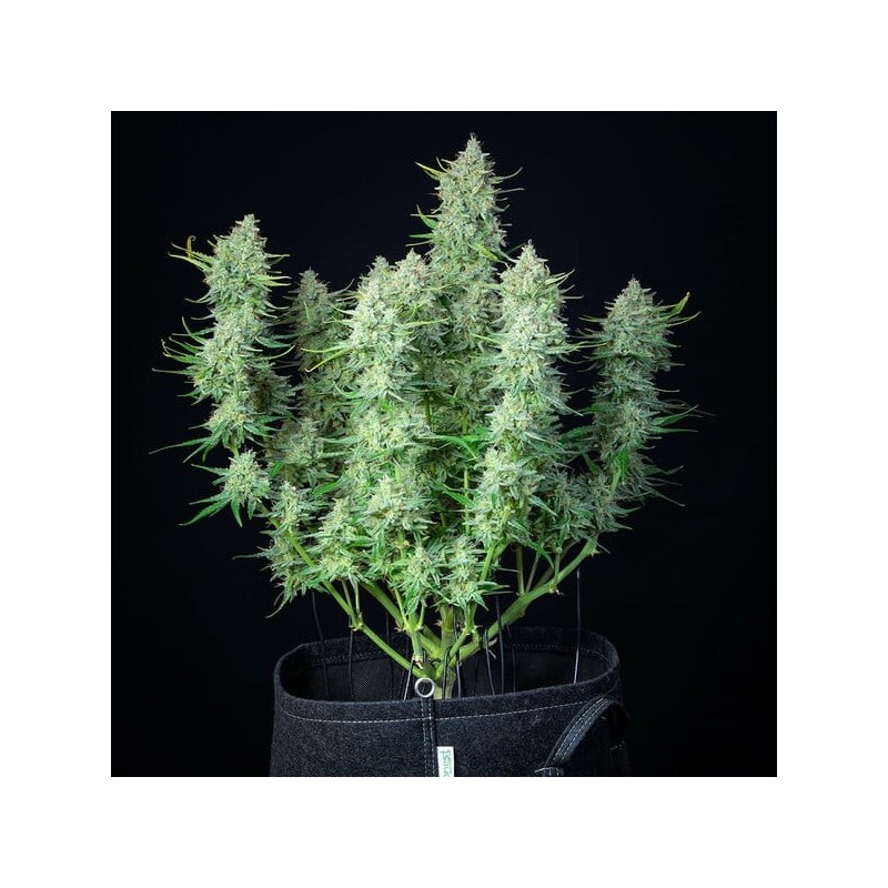 Green Gelato Auto semi cannabis Royal Queen Seeds