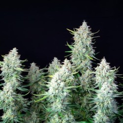 Green Gelato Auto semi cannabis Royal Queen Seeds