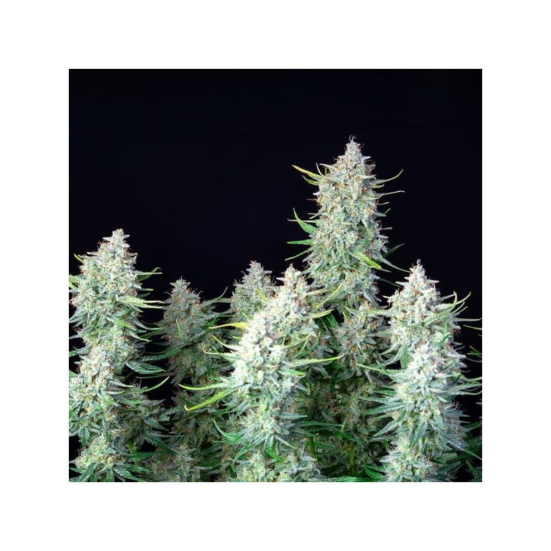 Green Gelato Auto semi cannabis Royal Queen Seeds