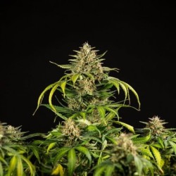 Green Gelato Auto semi cannabis Royal Queen Seeds