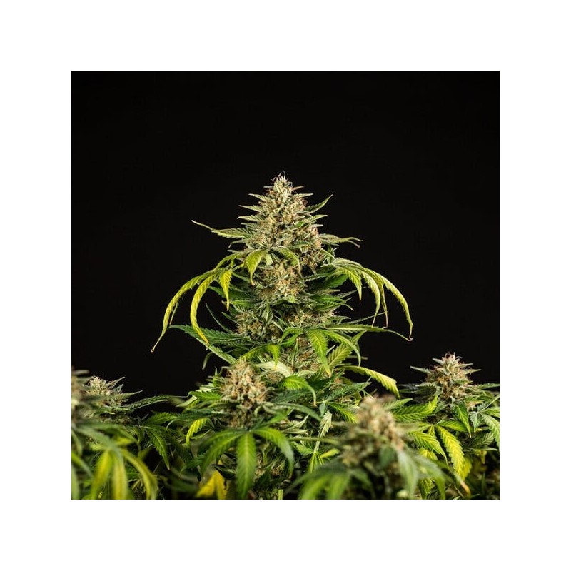 Green Gelato Auto semi cannabis Royal Queen Seeds