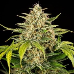 Green Gelato Auto semi cannabis Royal Queen Seeds