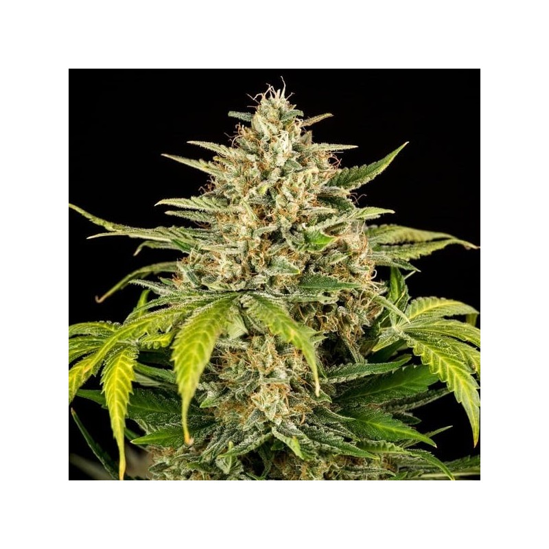 Green Gelato Auto semi cannabis Royal Queen Seeds