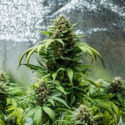 Green Gelato Auto semi cannabis Royal Queen Seeds