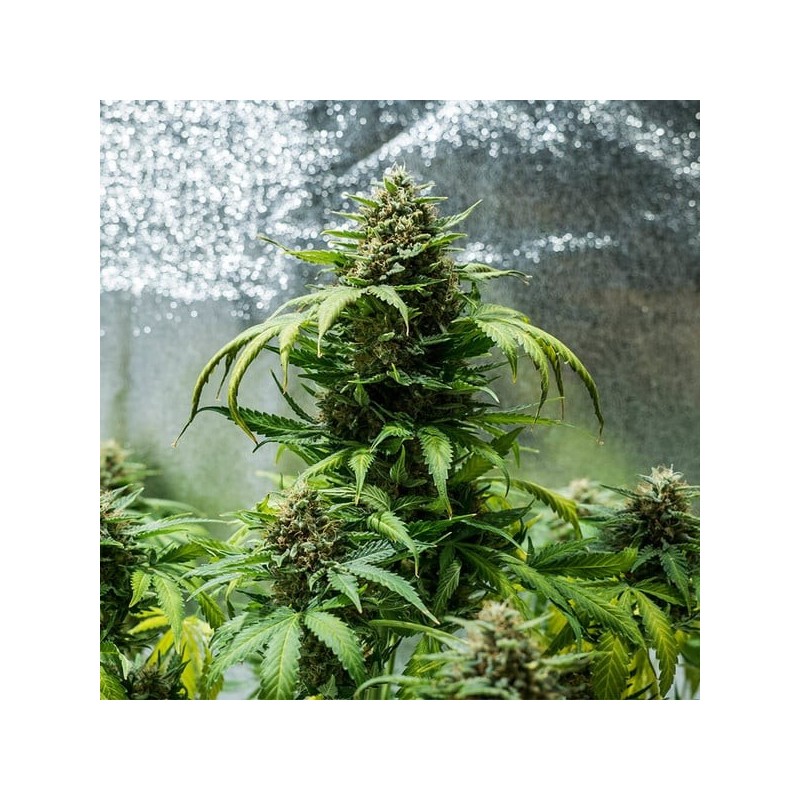 Green Gelato Auto semi cannabis Royal Queen Seeds