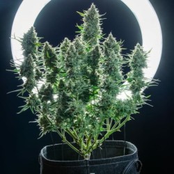 Green Gelato Auto semi cannabis Royal Queen Seeds