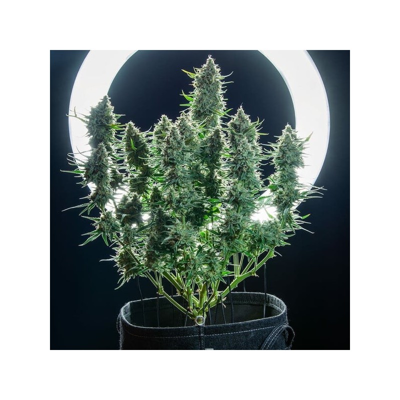 Green Gelato Auto semi cannabis Royal Queen Seeds