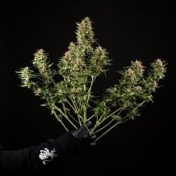 Green Gelato Auto semi cannabis Royal Queen Seeds