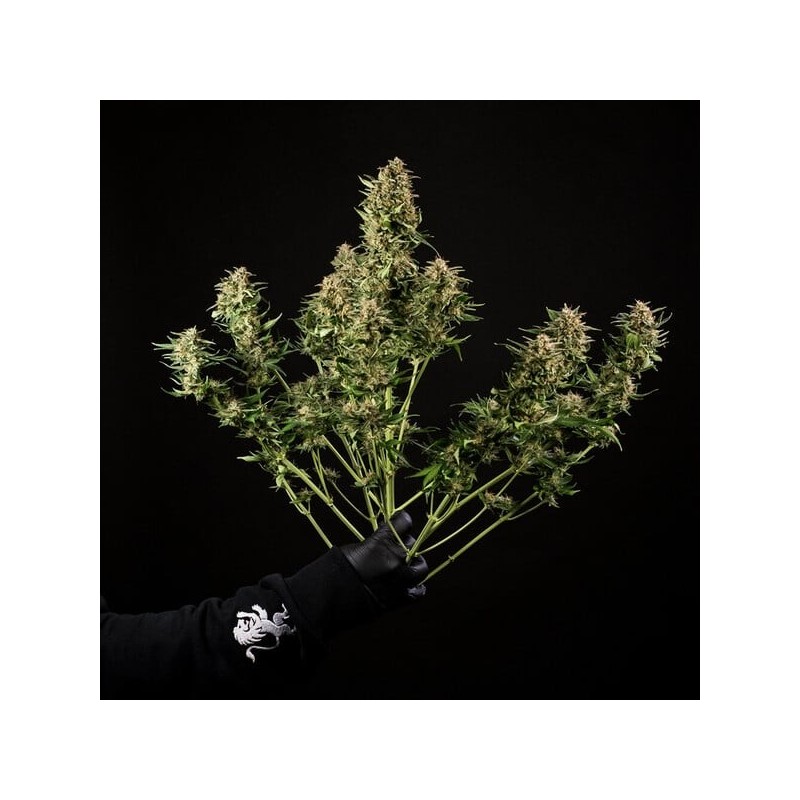Green Gelato Auto semi cannabis Royal Queen Seeds