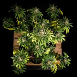 Green Gelato Auto semi cannabis Royal Queen Seeds