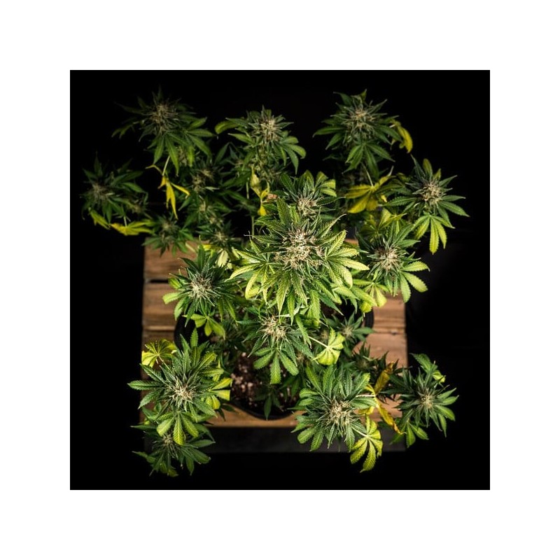 Green Gelato Auto semi cannabis Royal Queen Seeds