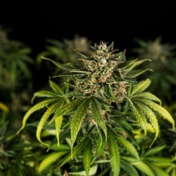 Green Gelato Auto semi cannabis Royal Queen Seeds