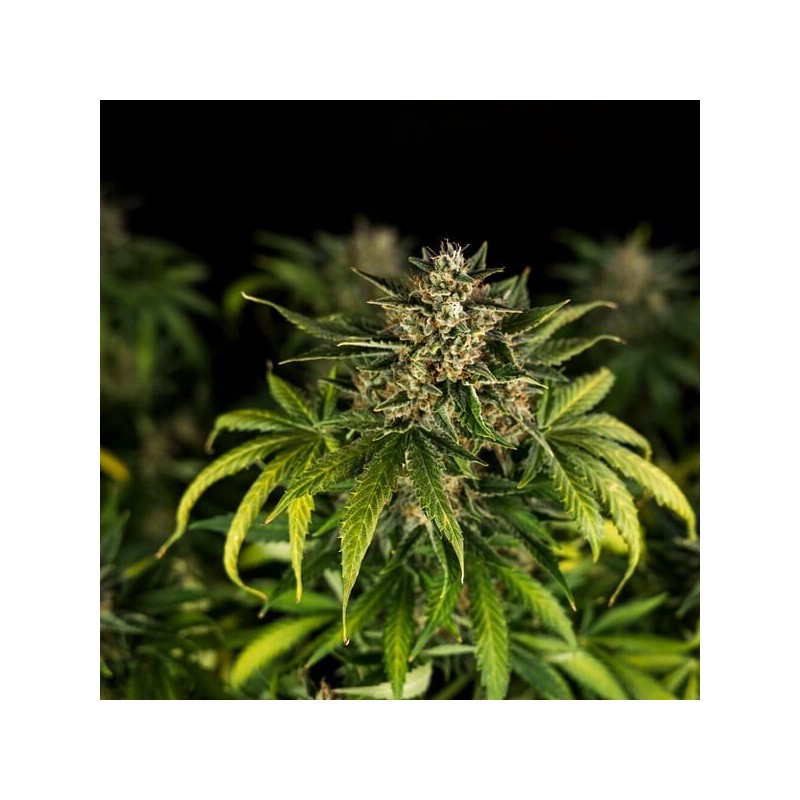 Green Gelato Auto semi cannabis Royal Queen Seeds