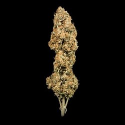 Green Gelato Auto semi cannabis Royal Queen Seeds