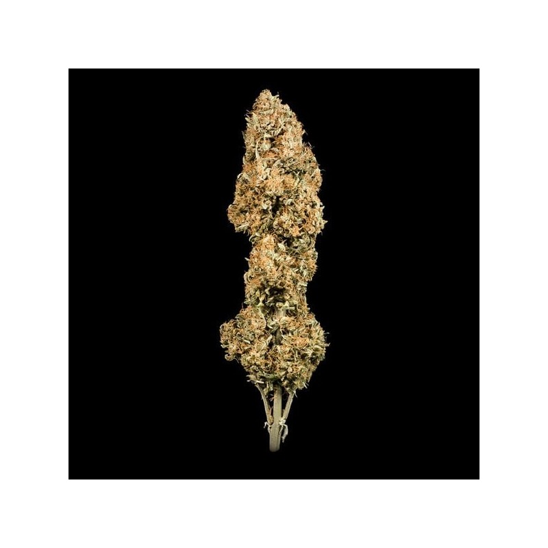 Green Gelato Auto semi cannabis Royal Queen Seeds