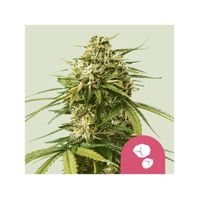 Gushers semi cannabis Royal Queen Seeds