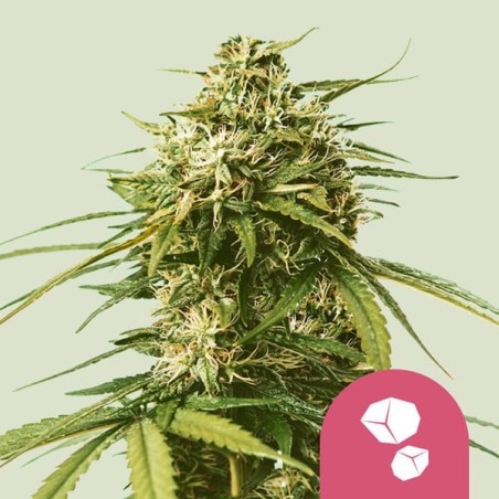 Gushers semi cannabis Royal Queen Seeds