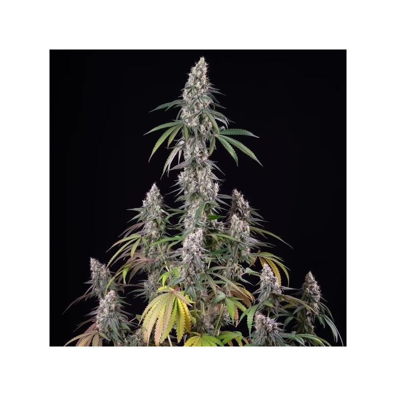 Gushers semi cannabis Royal Queen Seeds