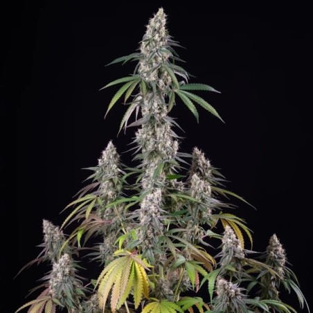 Gushers semi cannabis Royal Queen Seeds