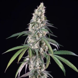Gushers semi cannabis Royal Queen Seeds