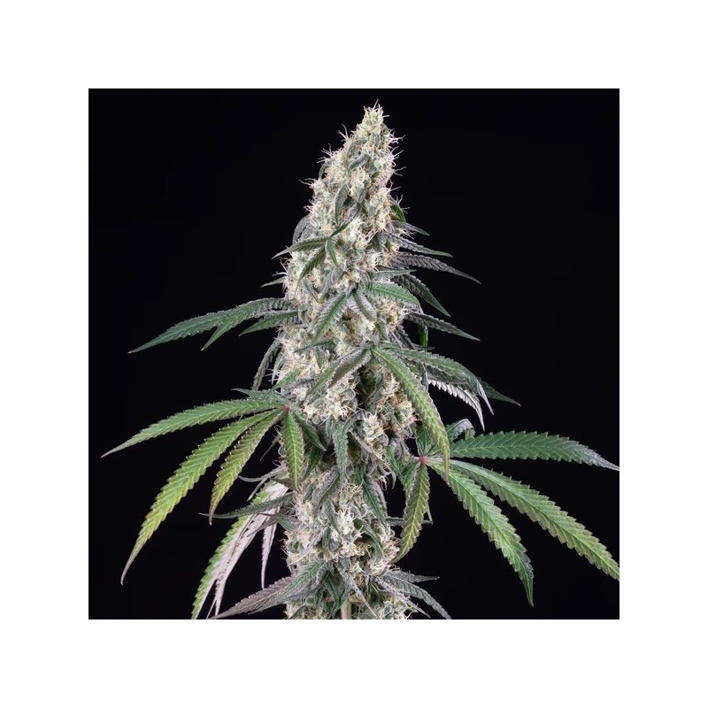 Gushers semi cannabis Royal Queen Seeds