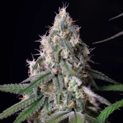 Gushers semi cannabis Royal Queen Seeds