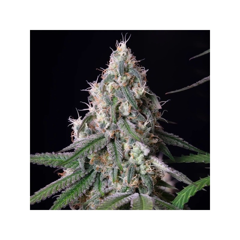 Gushers semi cannabis Royal Queen Seeds