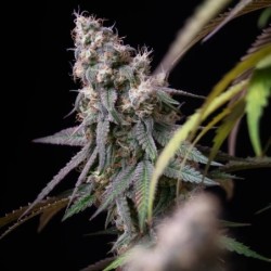 Gushers semi cannabis Royal Queen Seeds