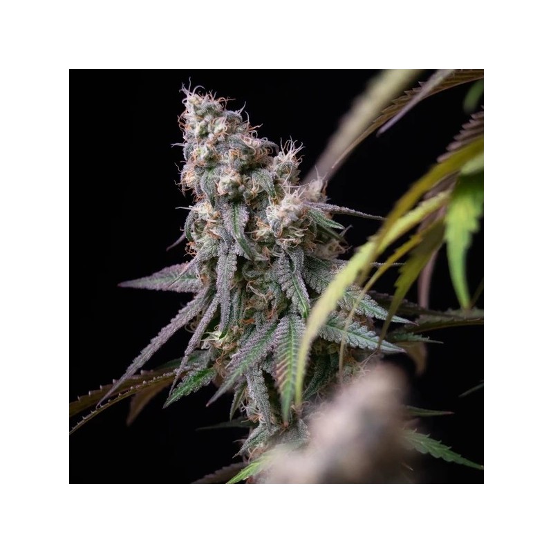 Gushers semi cannabis Royal Queen Seeds