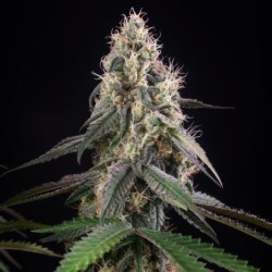 Gushers semi cannabis Royal Queen Seeds