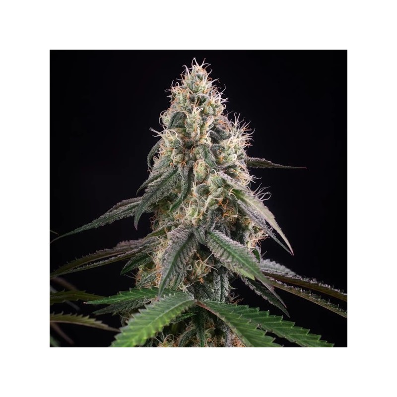 Gushers semi cannabis Royal Queen Seeds