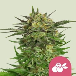 Haze Berry semi cannabis Royal Queen Seeds