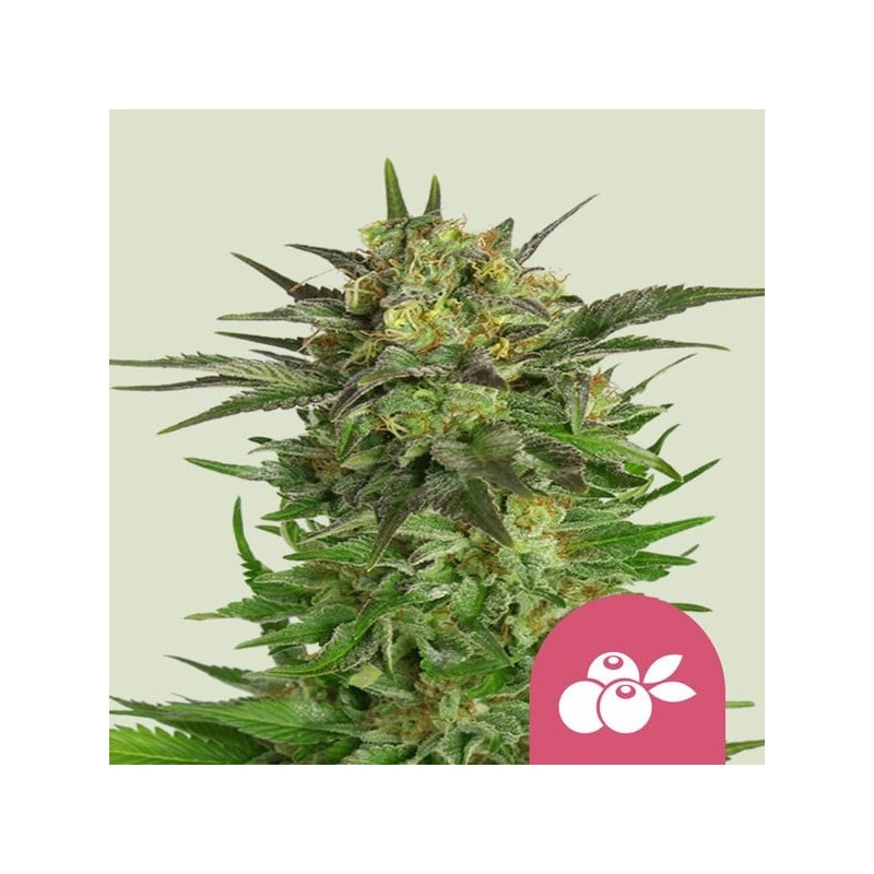 Haze Berry semi cannabis Royal Queen Seeds