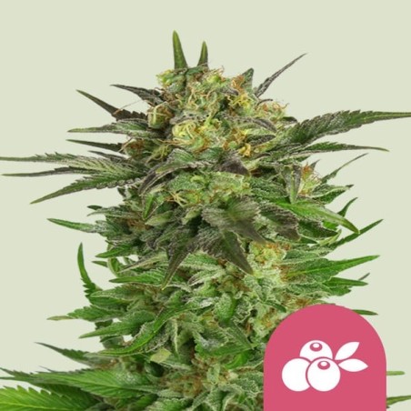 Haze Berry semi cannabis Royal Queen Seeds