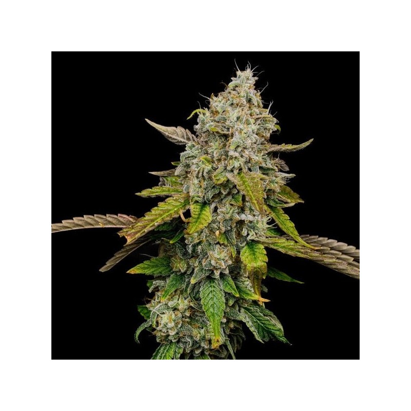 Haze Berry semi cannabis Royal Queen Seeds