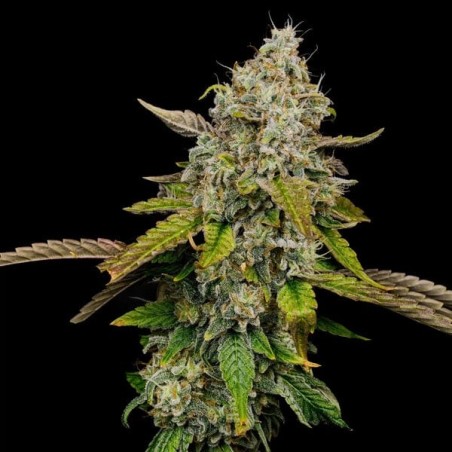 Haze Berry semi cannabis Royal Queen Seeds