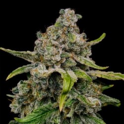 Haze Berry semi cannabis Royal Queen Seeds
