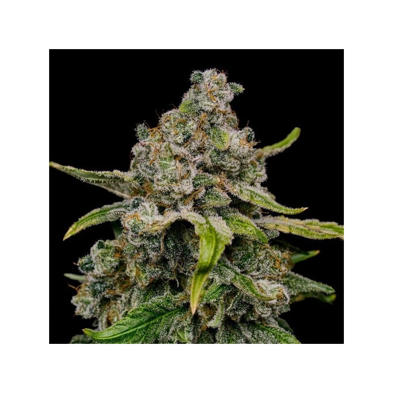 Haze Berry semi cannabis Royal Queen Seeds