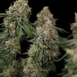 Haze Berry semi cannabis Royal Queen Seeds