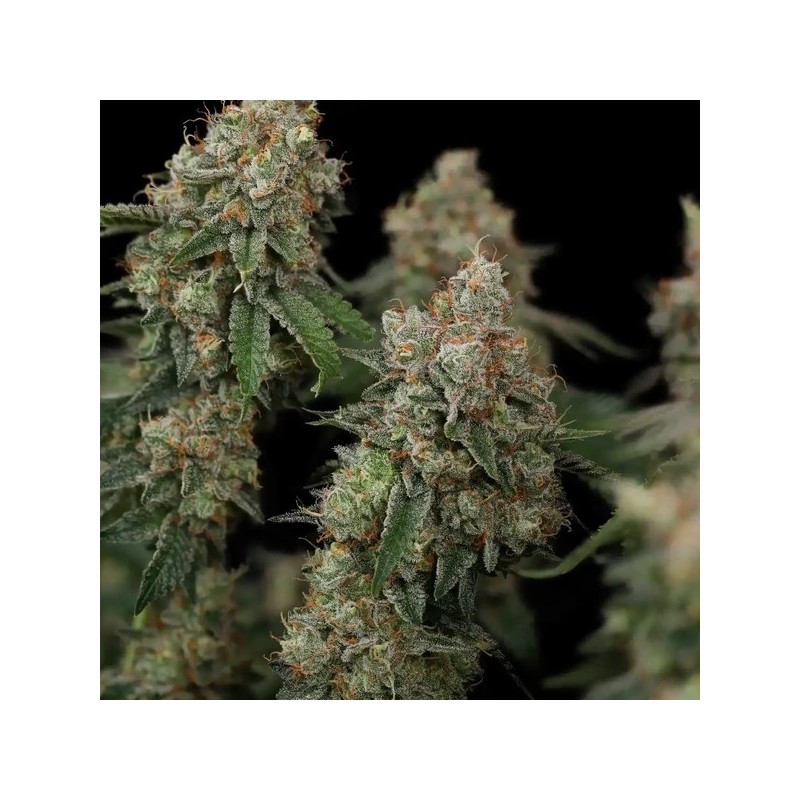 Haze Berry semi cannabis Royal Queen Seeds