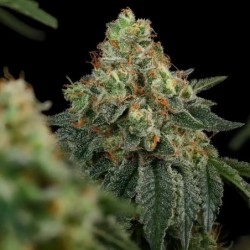 Haze Berry semi cannabis Royal Queen Seeds