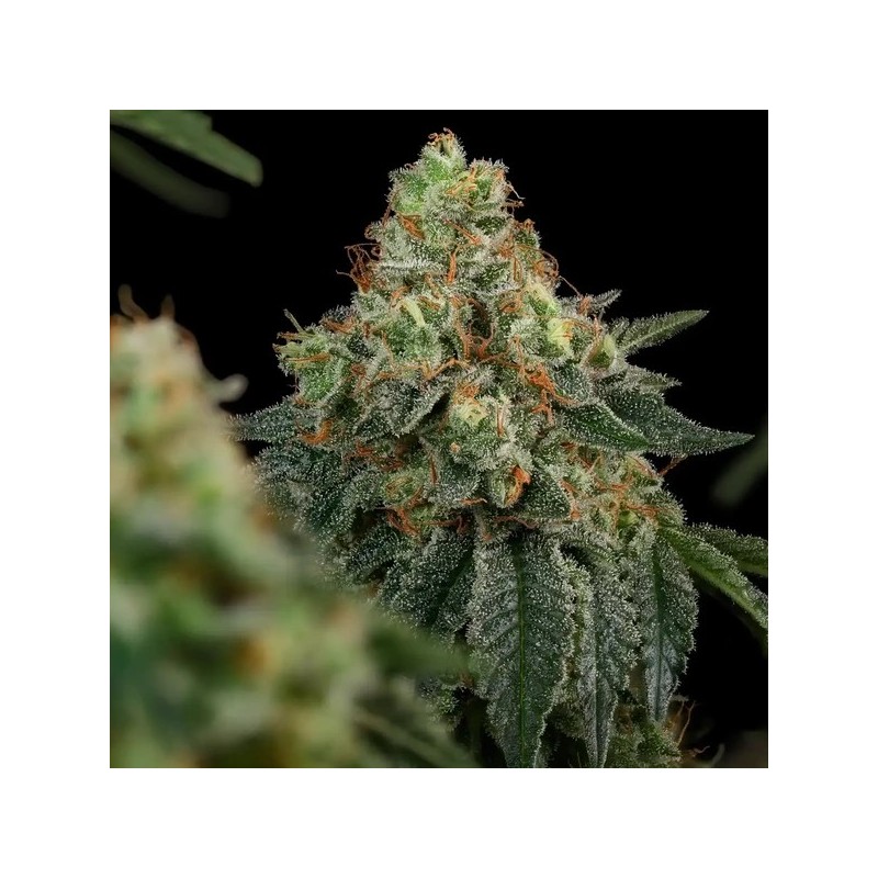 Haze Berry semi cannabis Royal Queen Seeds