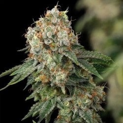 Haze Berry semi cannabis Royal Queen Seeds