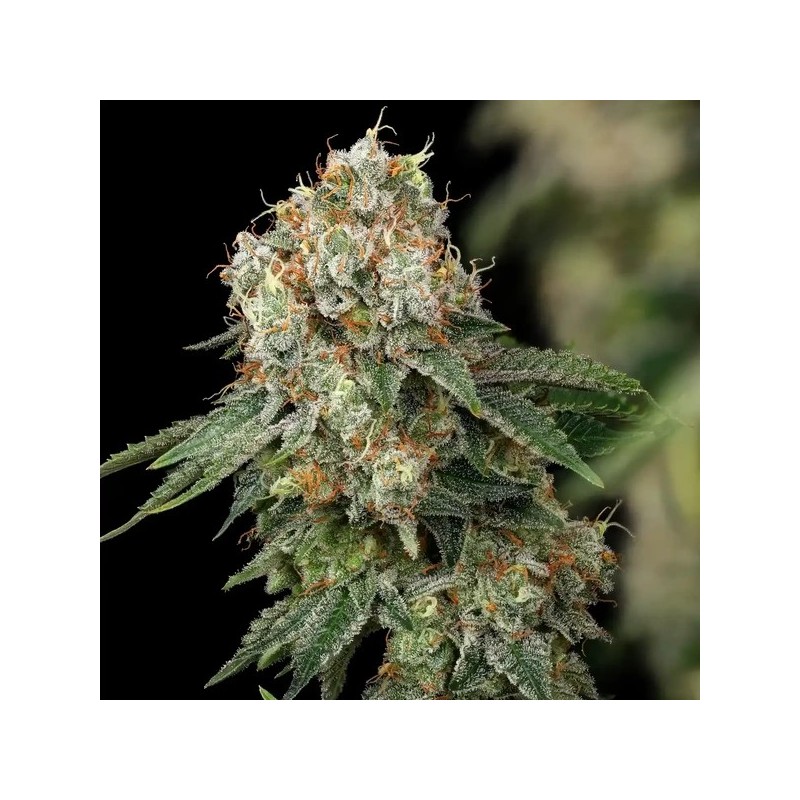 Haze Berry semi cannabis Royal Queen Seeds