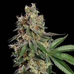 Haze Berry semi cannabis Royal Queen Seeds