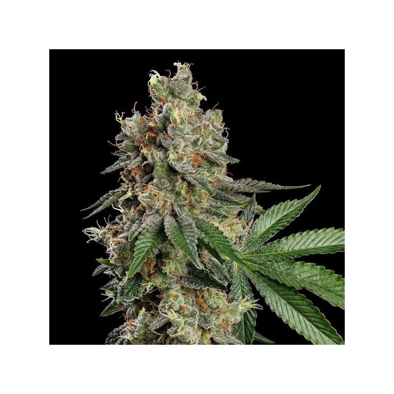 Haze Berry semi cannabis Royal Queen Seeds