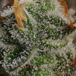 Haze Berry semi cannabis Royal Queen Seeds